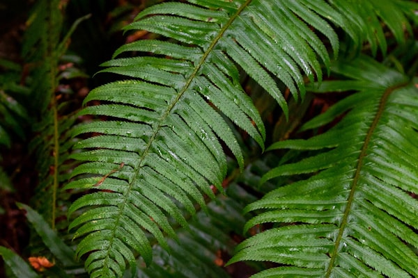 Roof construction analysis